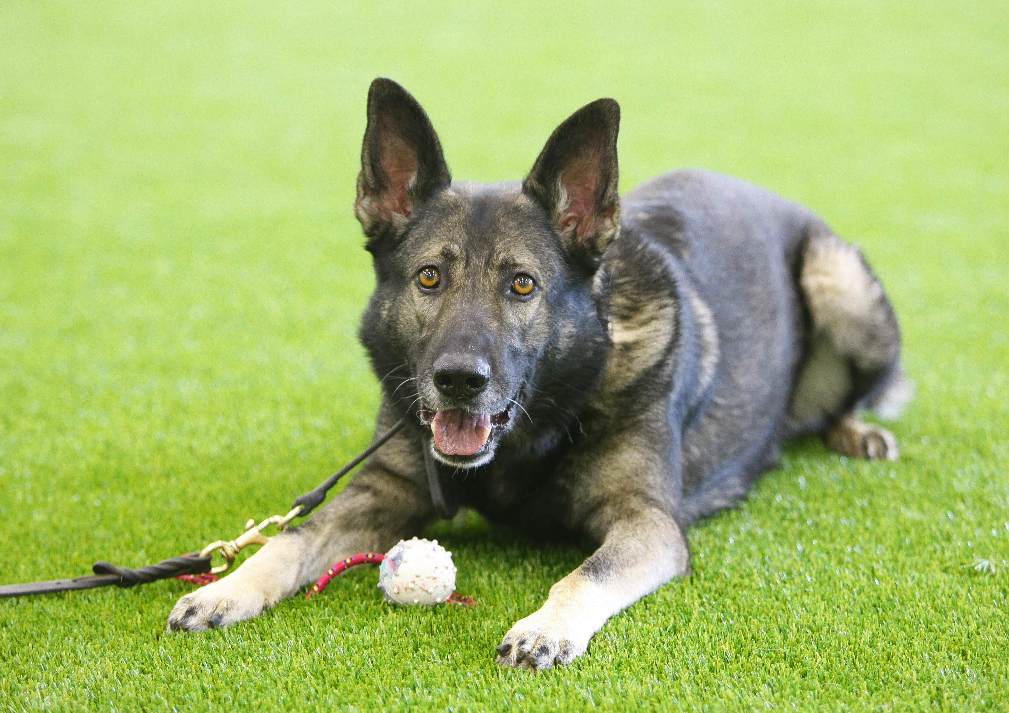 How about artificial grass and dogs?